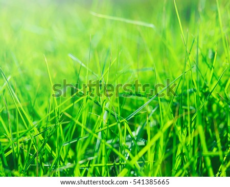 Green background of football field grass texture with sunny vivid yellow rays of first spring sun in shiny day outdoor and white winter ice deep snow, frost, rime and gray hoar outside with blizzard