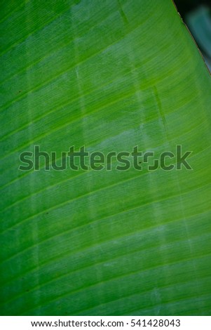 Banana leaf - background