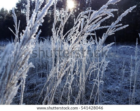 Twigs covered with hoarfrost