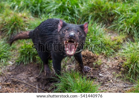 Tasmanian devil acting aggressive with mouth wide open, teeth and tongue visible Royalty-Free Stock Photo #541440976