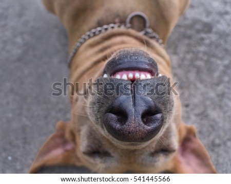 Brown Dog Sleep and Smile