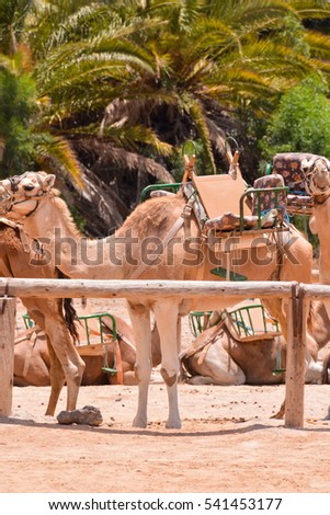 Photo Picture of a Camel in the Desert