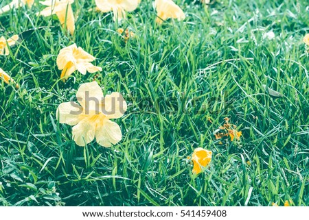 Floral with vintage tone in the garden