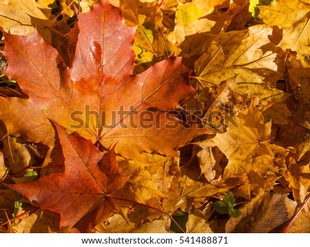 Texture of autumn maple leaves. Photographed in the autumn park