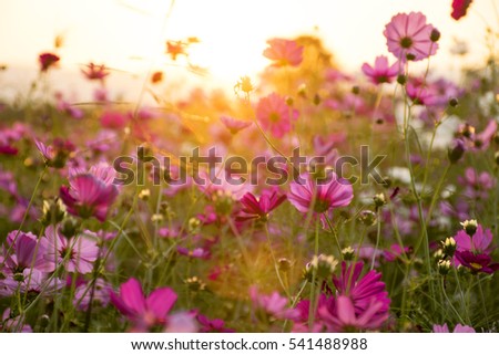  beautiful cosmos flower in sunlight in nature
