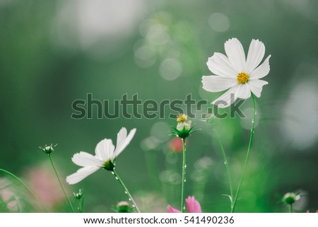 Cosmos flower (Cosmos Bipinnatus) with blurred bokeh background
