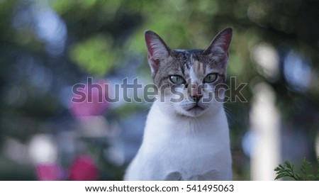 cat with bokeh background.