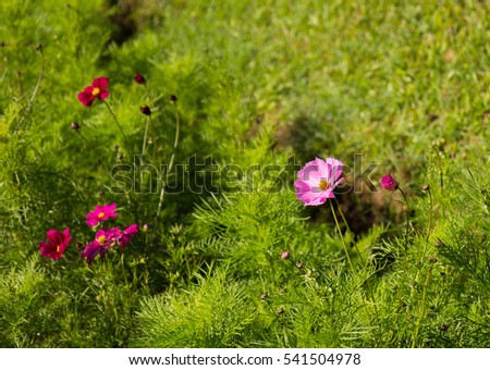 beautiful garden flowers, Background lawn