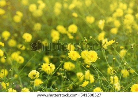 Yellow flower blossoms blooming in natural environment on a sunny day.Selective focus.