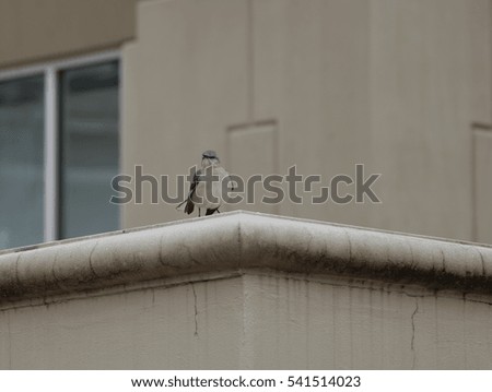 Northern mockingbird (Mimus polyglottos) perched outside