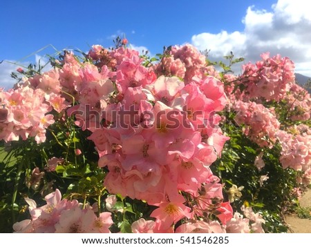 Close up colorful pink rose (Bunch) in garden with blue sky and clouds background in Chart Farm, Cape Town, South Africa