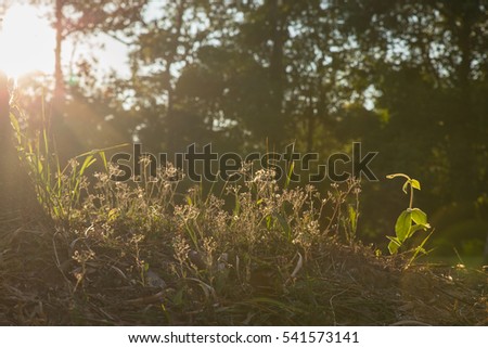 plant on the sunset background with soft focus