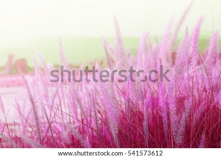 Flowers grass with a warm light in the morning, Style light pink background