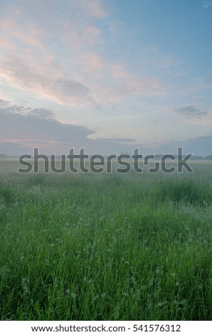 Grass field, fog and sunset