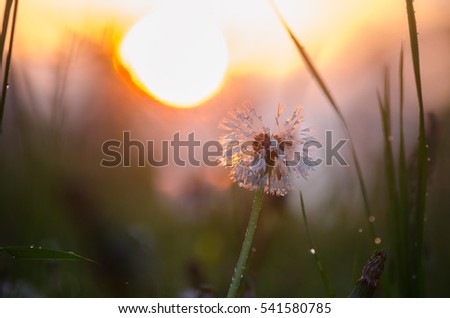 dandelion, fog, meadow