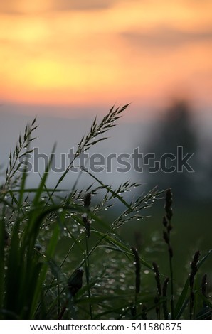 dandelion, fog, meadow