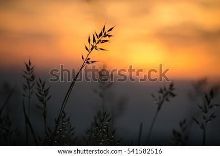 grass, sunset, wet meadow, 