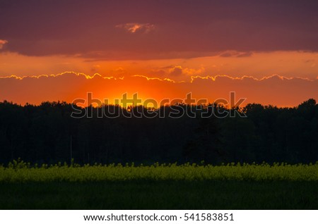 Sunset, rapeseed, field