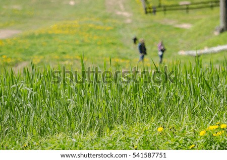 Spring, green leaves, nature, 