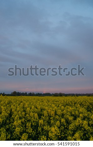 Sunset, rapeseed field