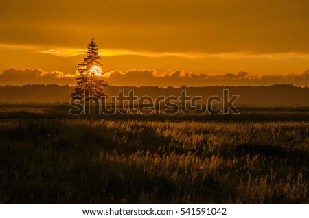 Sunset, rapeseed field