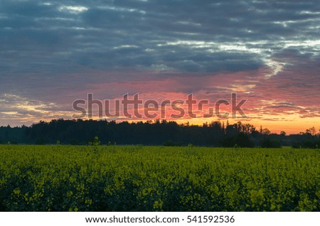Sunset and rapeseed field