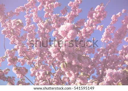 Soft focus of Cherry blossoms background, pink flowers with blue sky,vintage tone image concept