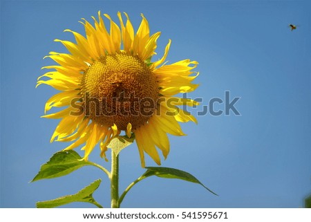 Beautiful flowers yellow sunflowers in summer,and Flying bee pollen