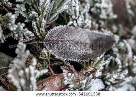 branches of thuja and dry leaves in hoarfrost in winter, macro