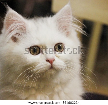 Beautiful white cat with yellow eyes