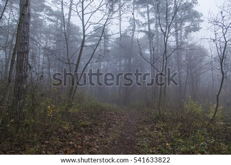 Magical foggy seasonal forest tree landscape. Lovely dreamy fairytale.