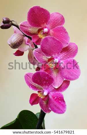 blooming orchid Royalty-Free Stock Photo #541679821