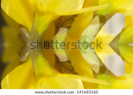 April blooming Daffodil flowers arranged in vase for interior, yellow spring flower, used for fragrances, medicinal plant as traditional medicines. Image with filter effect for garden concept business