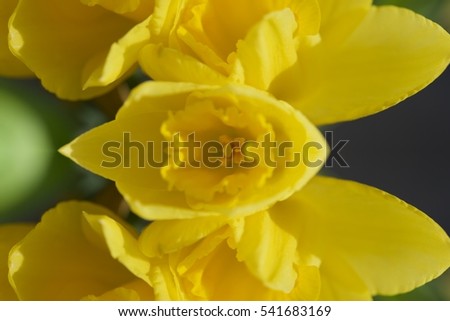 April blooming Daffodil flowers arranged in vase for interior, yellow spring flower, used for fragrances, medicinal plant as traditional medicines. Image with filter effect for garden concept business