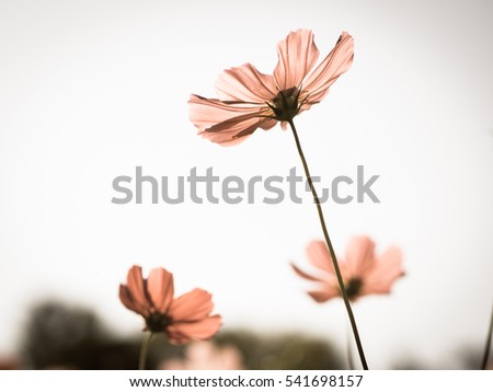 Beautiful cosmos flowers in garden for background. Selective and soft focus blurry. Vintage tone.
