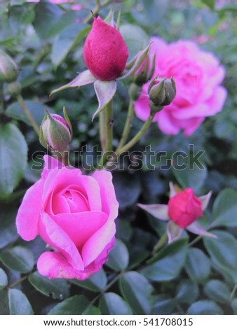 macro photo of pink flowers Roses on a landscape background of a misty cold morning in the green landscape of the Botanical garden of the rosary as a source for design and print