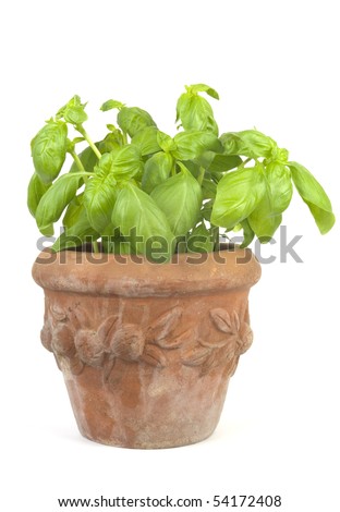 Basil in an ornamented flower pot, isolated on white background