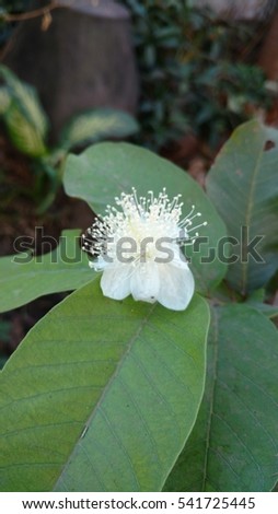 It is a guava flower with leaves.