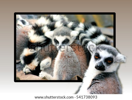 ring tailed lemurs resting in out of bound effect