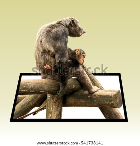 chimpanzee with baby in out of bounds effect