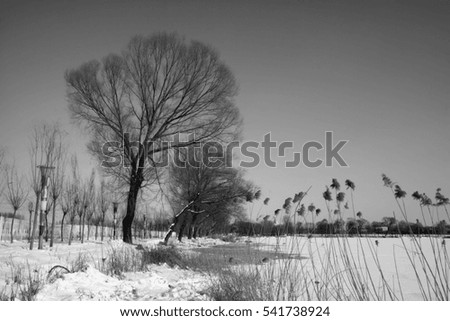 natural scenery, trees in the snow, closeup of photo