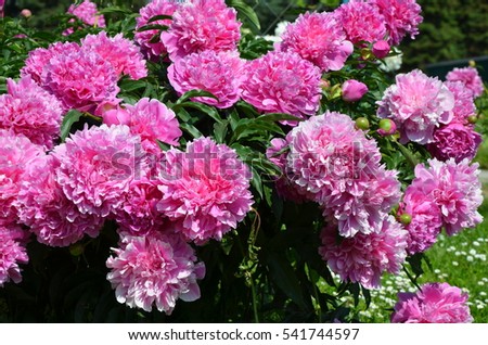 Fragrant beautiful pink peony flowers in spring 