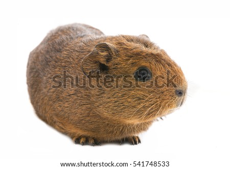 guinea pig isolated on white