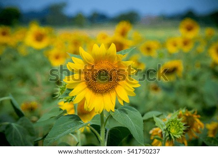 The sunflowers farm blooming on the daytime with blue sky background