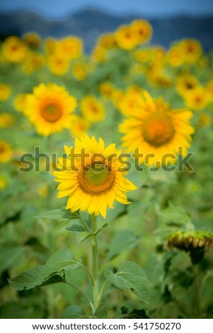 The sunflowers farm blooming on the daytime with blue sky background