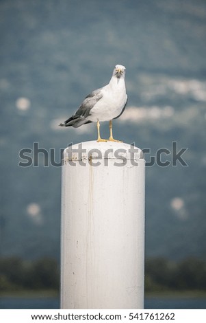 seagull and water