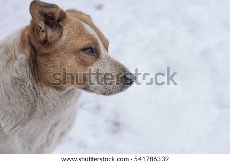 snow dogs