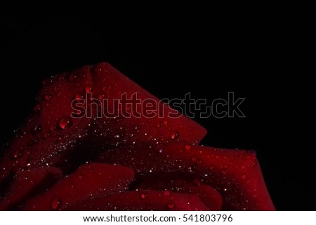 Amazing red rose with dew drops in black background