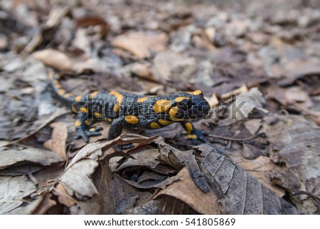A black yellow spotted fire salamander (Salamandra salamandra)