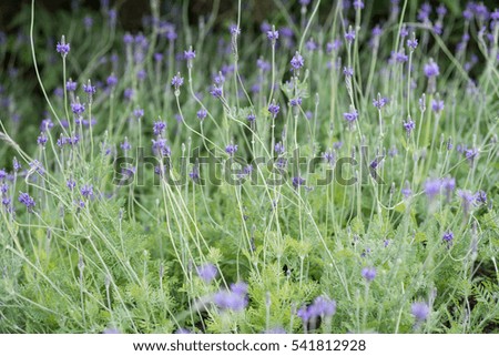 Flowers grass blurred bokeh background